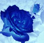 Blue Rose's Avatar