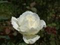 wallpaper_roses-dsc00250 1.jpg