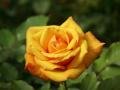 wallpaper_roses-dsc00319 Apricot.jpg