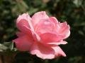 wallpaper_roses-dsc00592 Pink.jpg
