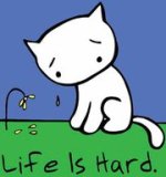 cat.jpg