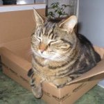tabby-cat-5.jpg