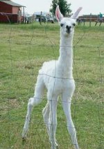 tasker-llama-lrg.jpg