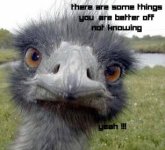 ostrich-reality-is-secret.jpg