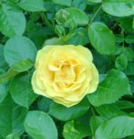 yellow rose 2010 &.JPG