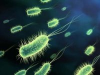002Microorganisms.jpg