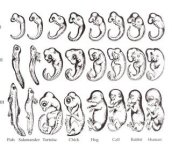 Embryology Stages.jpg