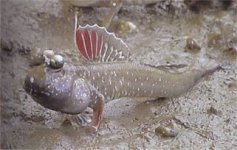Mudskipper.jpg