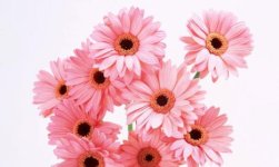 Pink 1.jpg