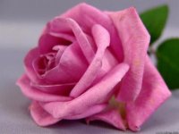 pink 2.jpg
