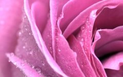 pink 3.jpg