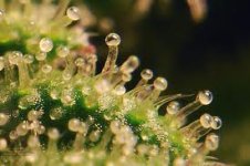 trichomes.jpg