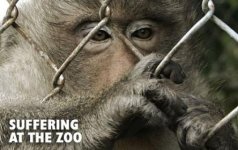 zoo%u00252Banimals%2Bin%2Bcages%2B1.jpg