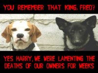 2-Lebanese-Dogs.jpg