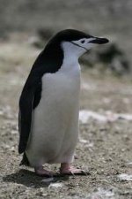 Chinstrap_Penguin.jpg