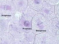 whitefish_mitosis_prophase_metaphase_anaphaseX400.jpg