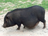 vietnamese-potbellied-pig-3.jpg