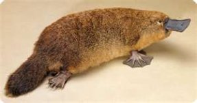 platypus.jpg