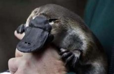 platypus 2.jpg