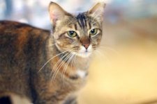Cat From Changi.jpg