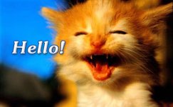 cat-happy-hello.jpg