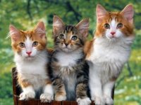 CAT CAT CTA.jpg