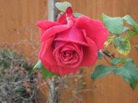 DSCF1286.jpg