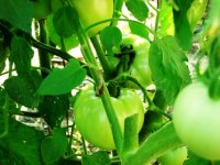 tomatoes LI.JPG