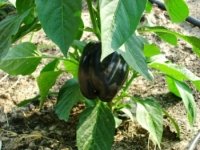 Purple sweet pepper LI.JPG