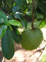 220px-Annona_muricata_1.jpg