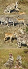 Not+the+smartest+animal.....+At+least+the+kitties+got+a_f65e45_3820165.jpg