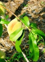 peach LI.JPG