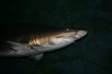 IMG_3566.jpg