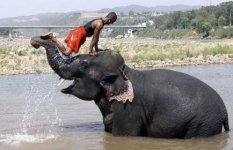 Elephant-truck-man_1422569i.jpg