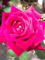 Omnia Pics 022.jpg