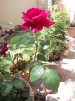 Omnia Pics 023.jpg