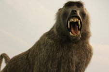 Baboon Web.jpg