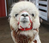 Alpaca Web.jpg