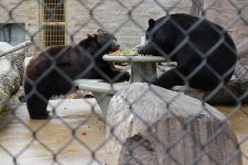 Bears Web.jpg