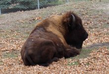 Bison Web.jpg