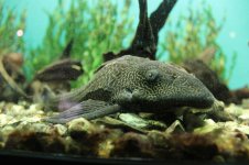 Plecos Web.jpg