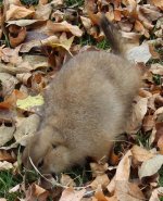 Prairie Dog Web.jpg