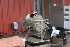 Pygmy Goats Web.jpg