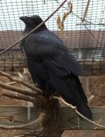 Raven Web.jpg