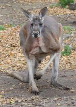 Red Kangaroo Web.jpg
