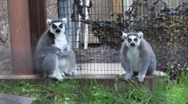 Ringtail Lemurs Web.jpg