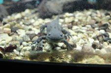 Salamander Web.jpg