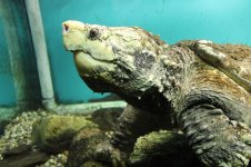 Snapping Turtle Web.jpg
