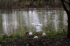 Swans Web.jpg