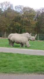 rhinos.jpg
